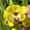 Cymbidium Carmel Split 'Cutie' - Image 11