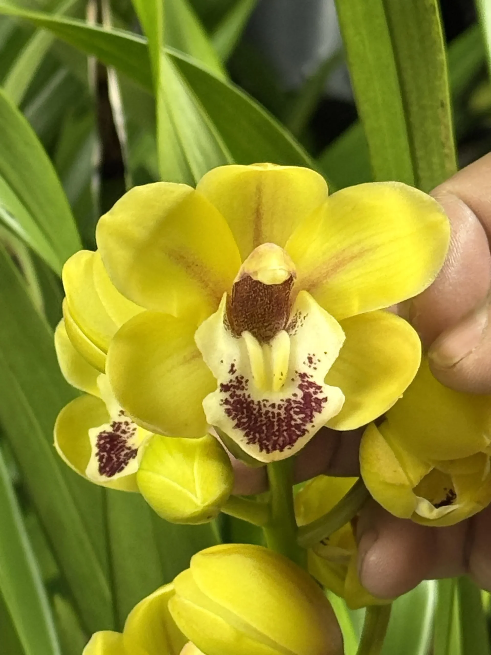 Cymbidium Carmel Split 'Cutie' - Image 11
