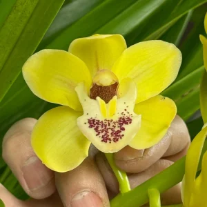 Cymbidium Carmel Split 'Cutie'