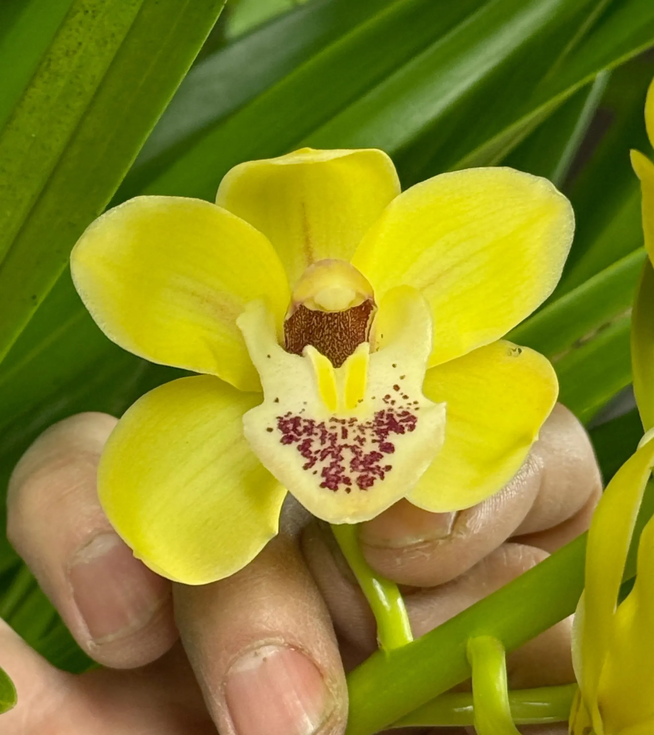 Cymbidium Carmel Split 'Cutie'