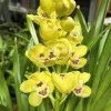 Cymbidium Carmel Split 'Cutie' - Image 4