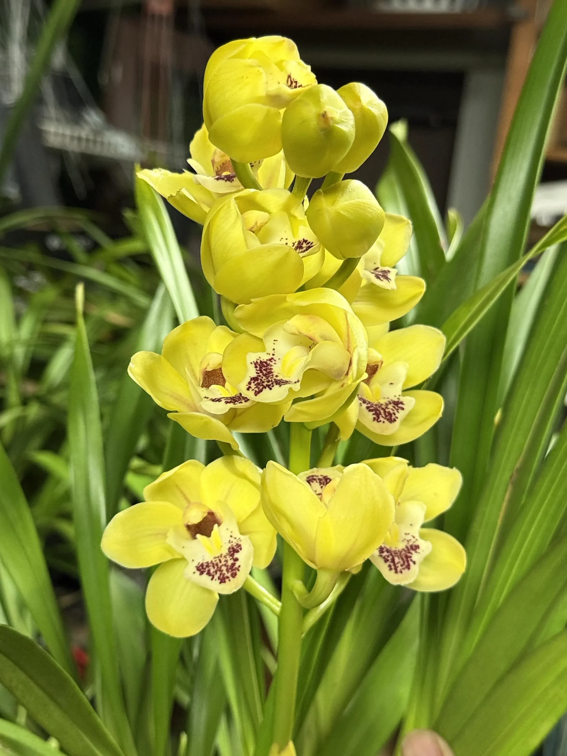 Cymbidium Carmel Split 'Cutie' - Image 4