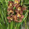 Cymbidium Barrita Toffee ‘Orange Glow’ - Image 3