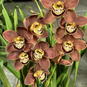 Alternative view of Cymbidium Barrita Toffee ‘Orange Glow’