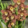 Cymbidium Barrita Toffee ‘Orange Glow’ - Image 2