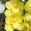 Cymbidium Kulnura Crips 'Golden Alba' - Image 6
