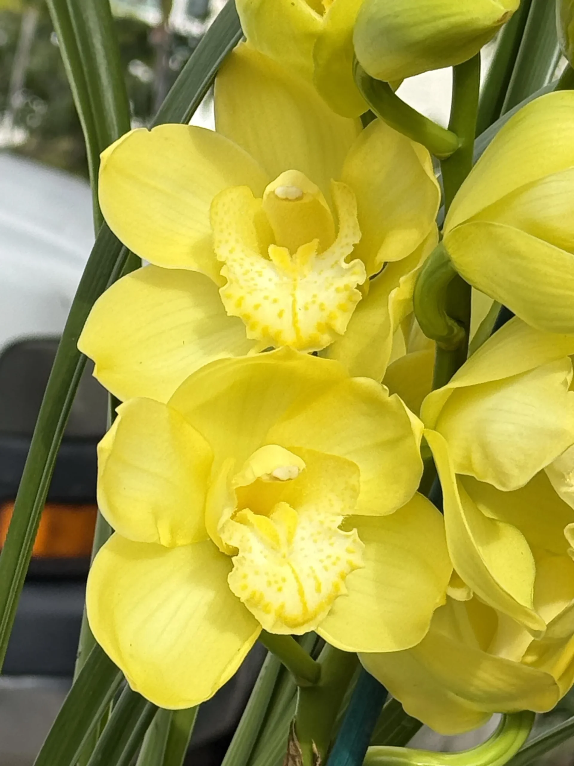 Cymbidium Kulnura Crips 'Golden Alba' - Image 6