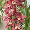 Cymbidium Khan Fury ’Dark and Pointy’ - Image 6