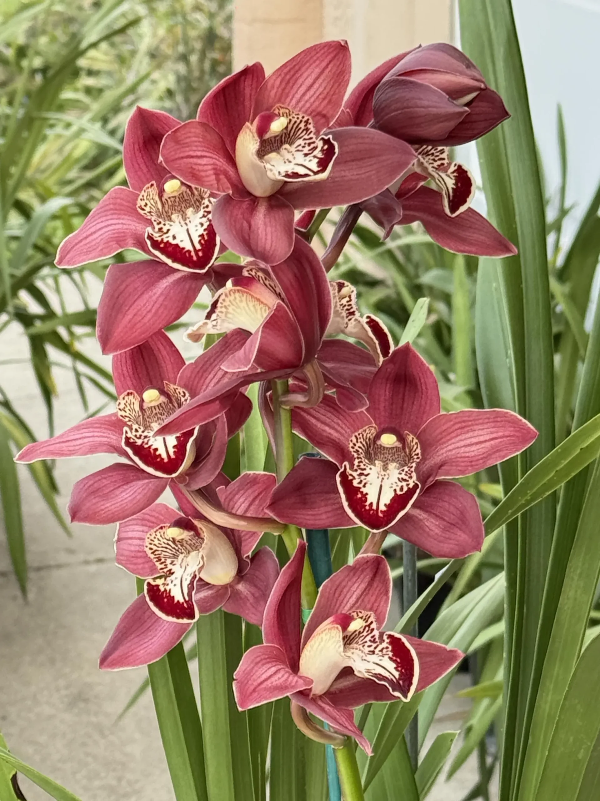 Cymbidium Khan Fury ’Dark and Pointy’ - Image 6