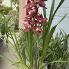Cymbidium Khan Fury ’Dark and Pointy’ - Image 4