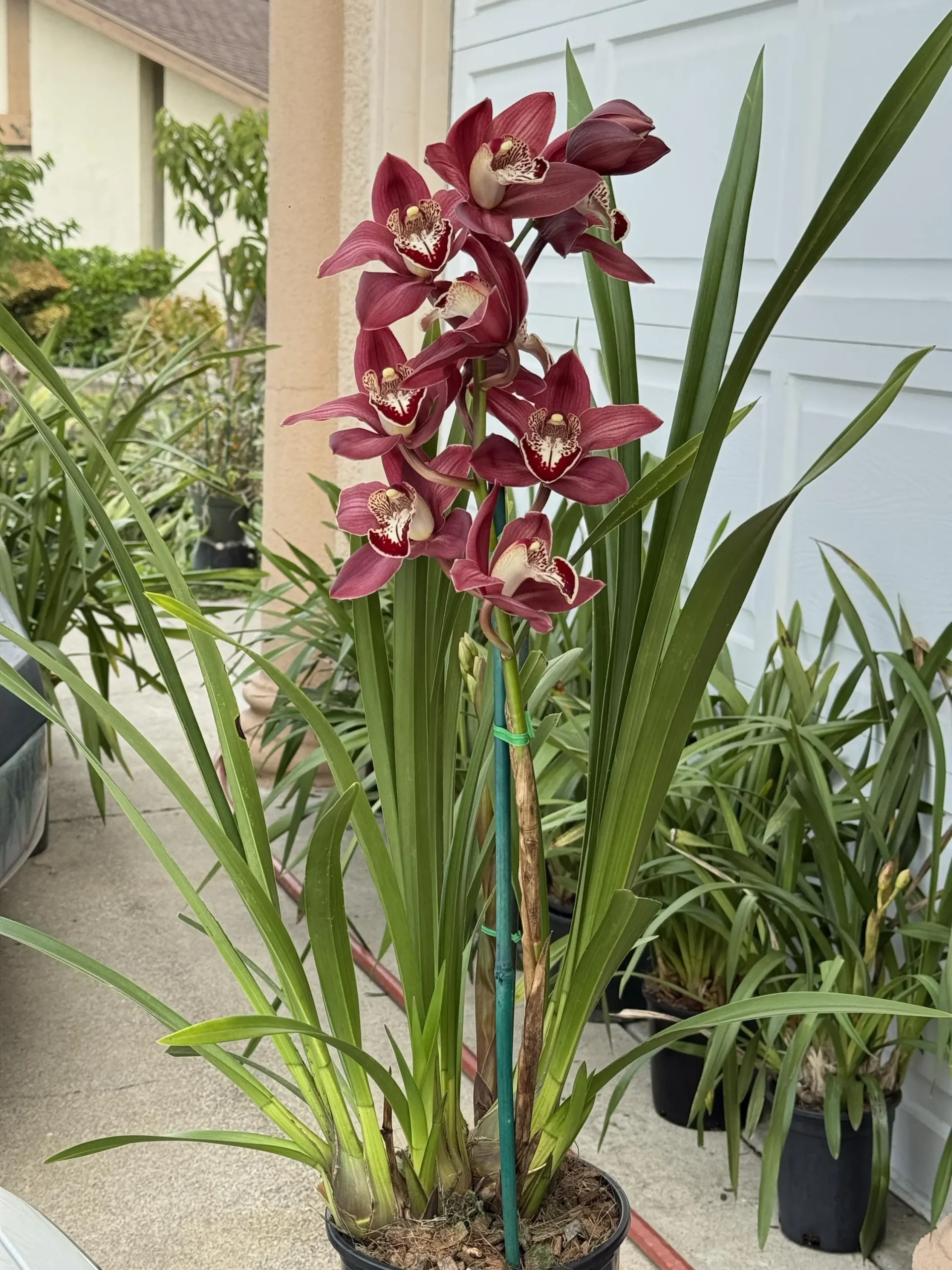 Cymbidium Khan Fury ’Dark and Pointy’ - Image 4