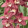 Cymbidium Khan Fury ’Dark and Pointy’ - Image 3