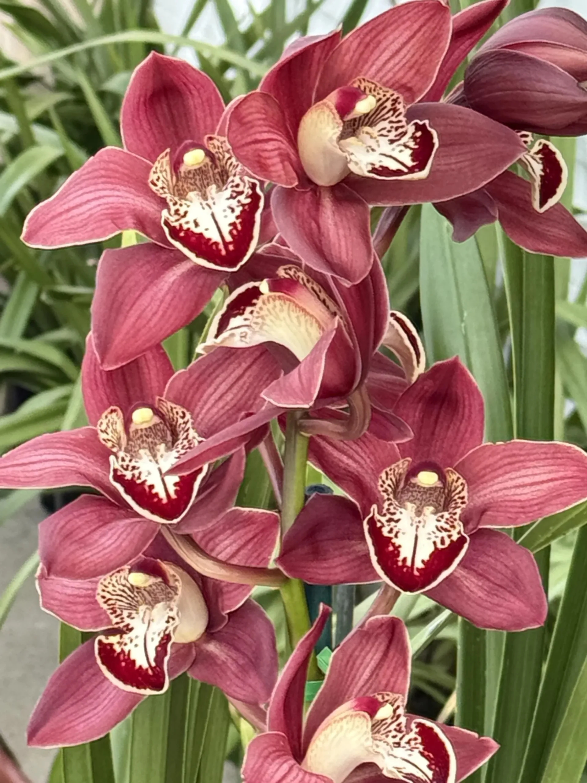 Cymbidium Khan Fury ’Dark and Pointy’ - Image 3