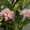 Cymbidium Barrita Flight '4' - Image 4