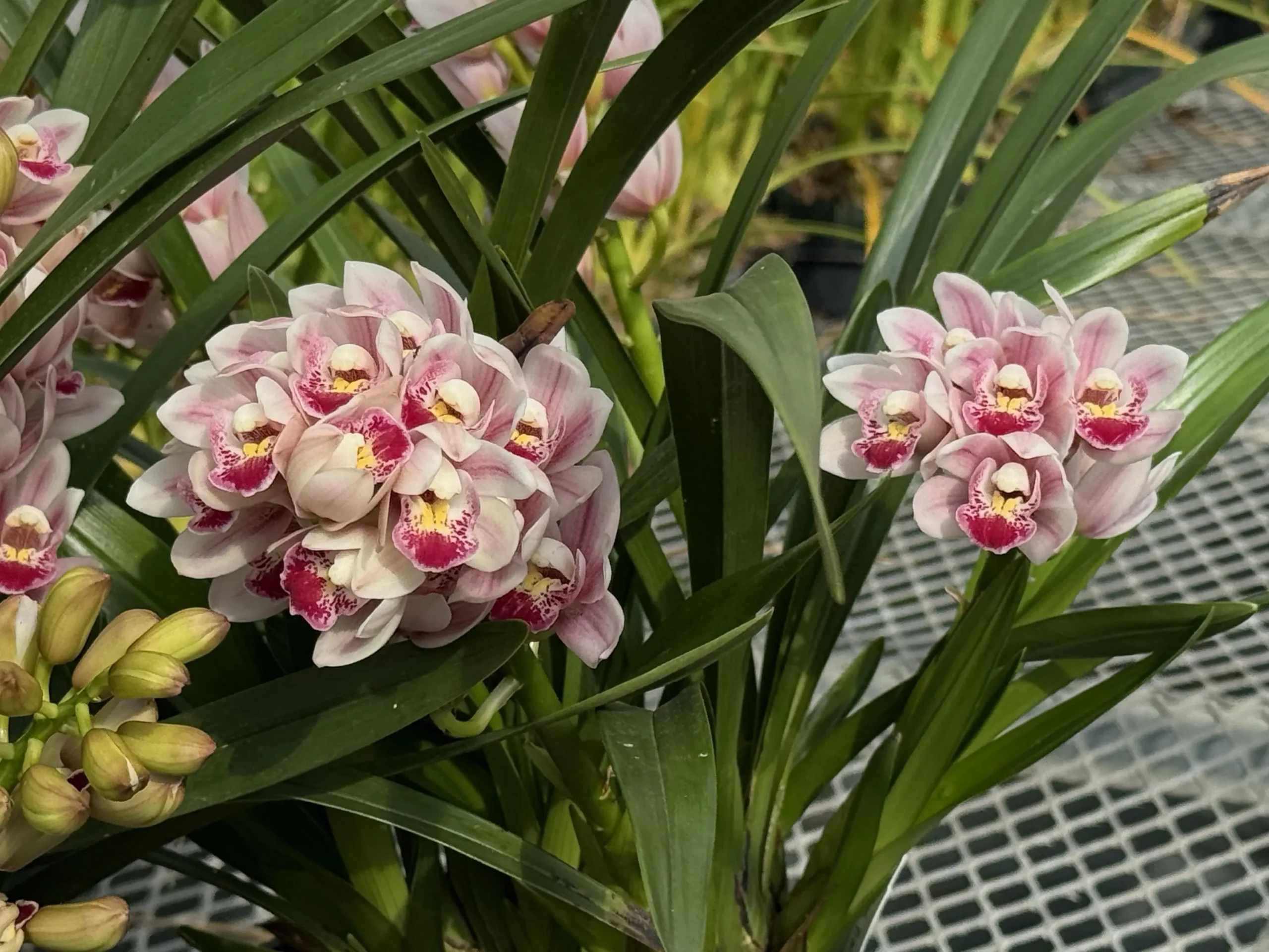Cymbidium Barrita Flight '4' - Image 4