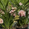 Cymbidium Barrita Flight '4' - Image 5