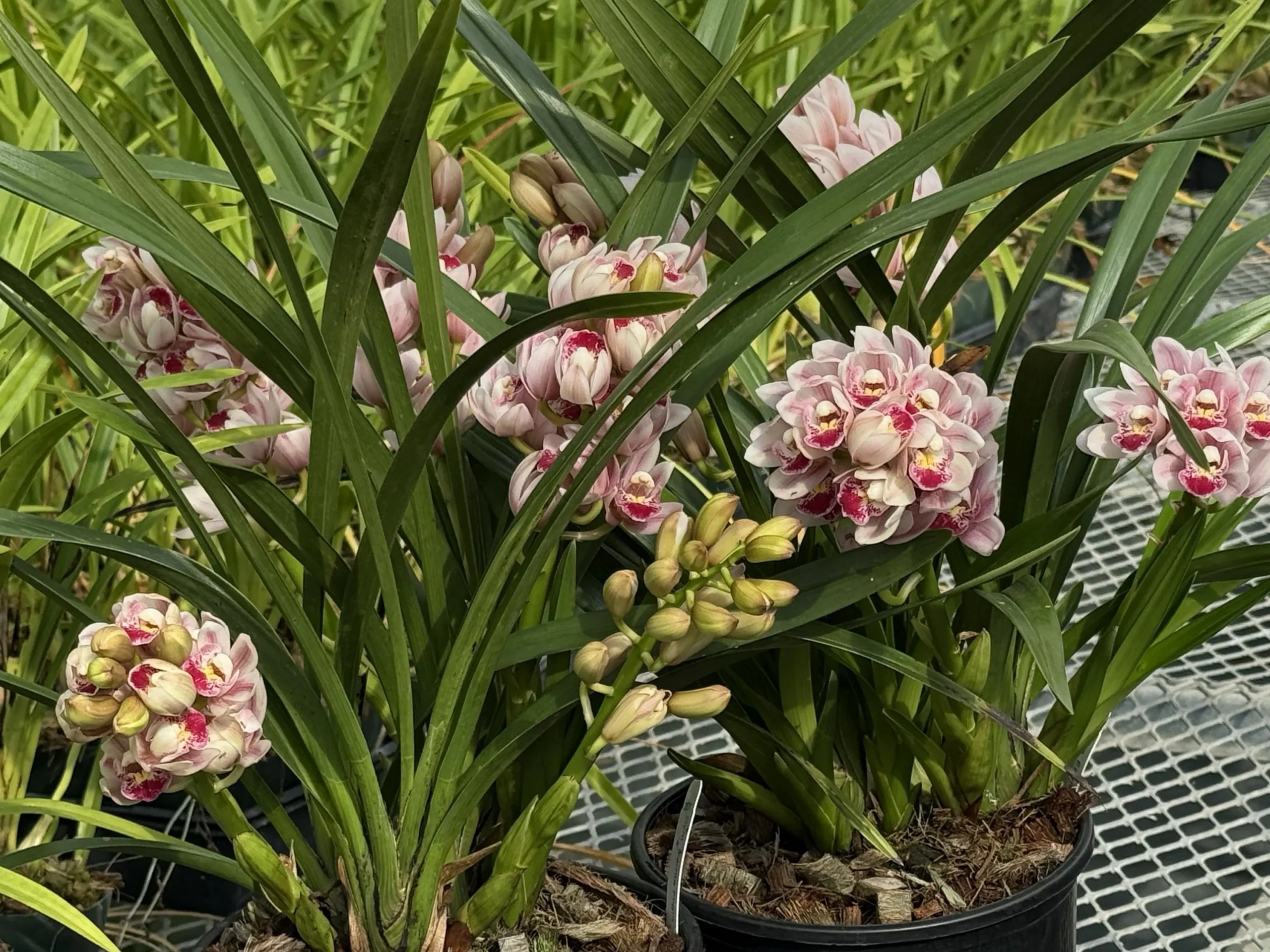 Cymbidium Barrita Flight '4' - Image 5