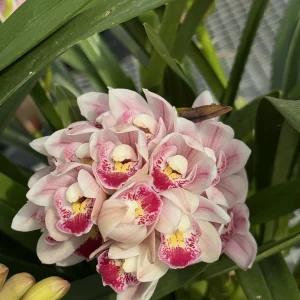 Cymbidium Barrita Flight '4'