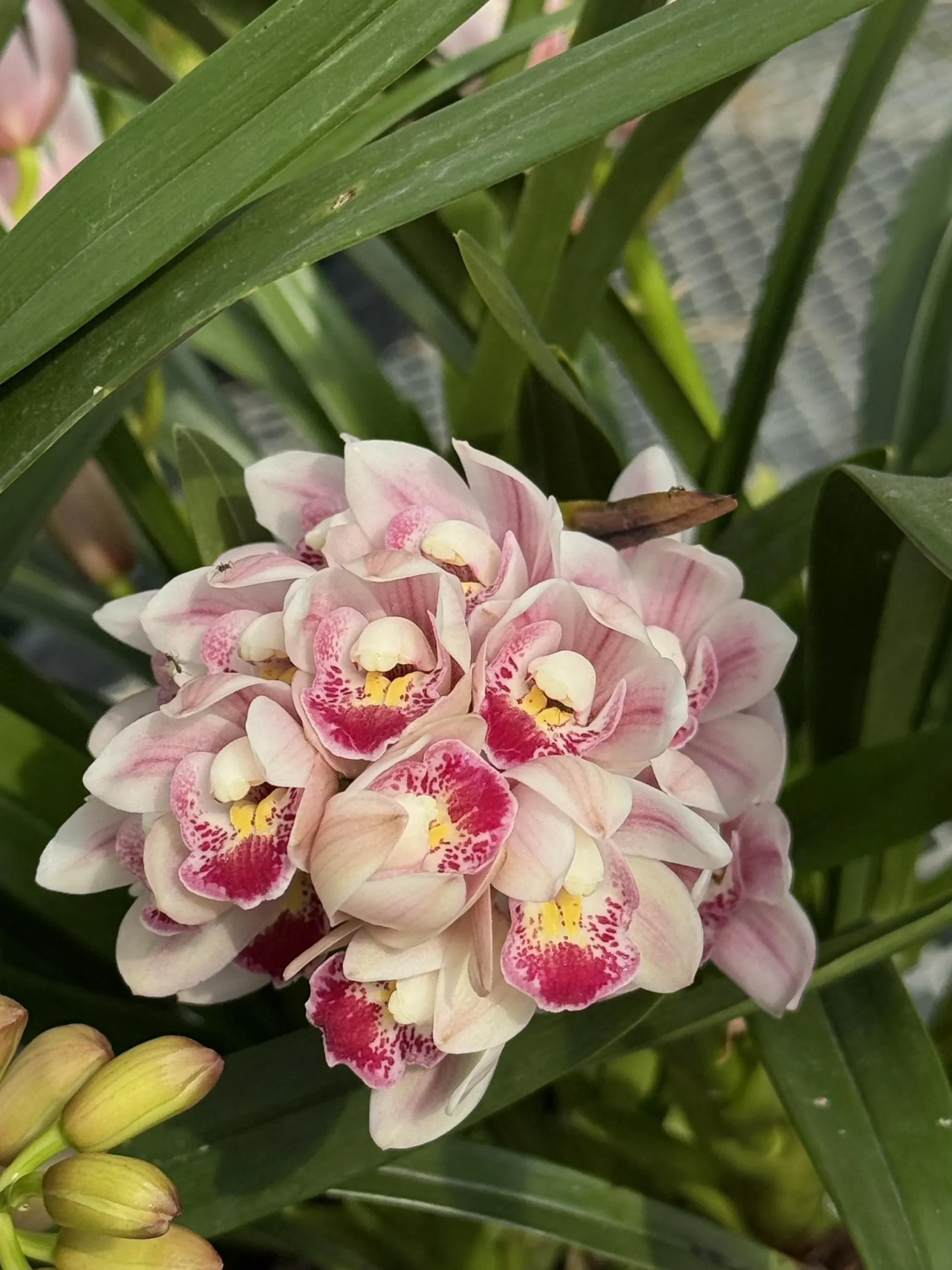 Cymbidium Barrita Flight '4'