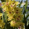 Cymbidium Carmel Split 'Cutie' - Image 9