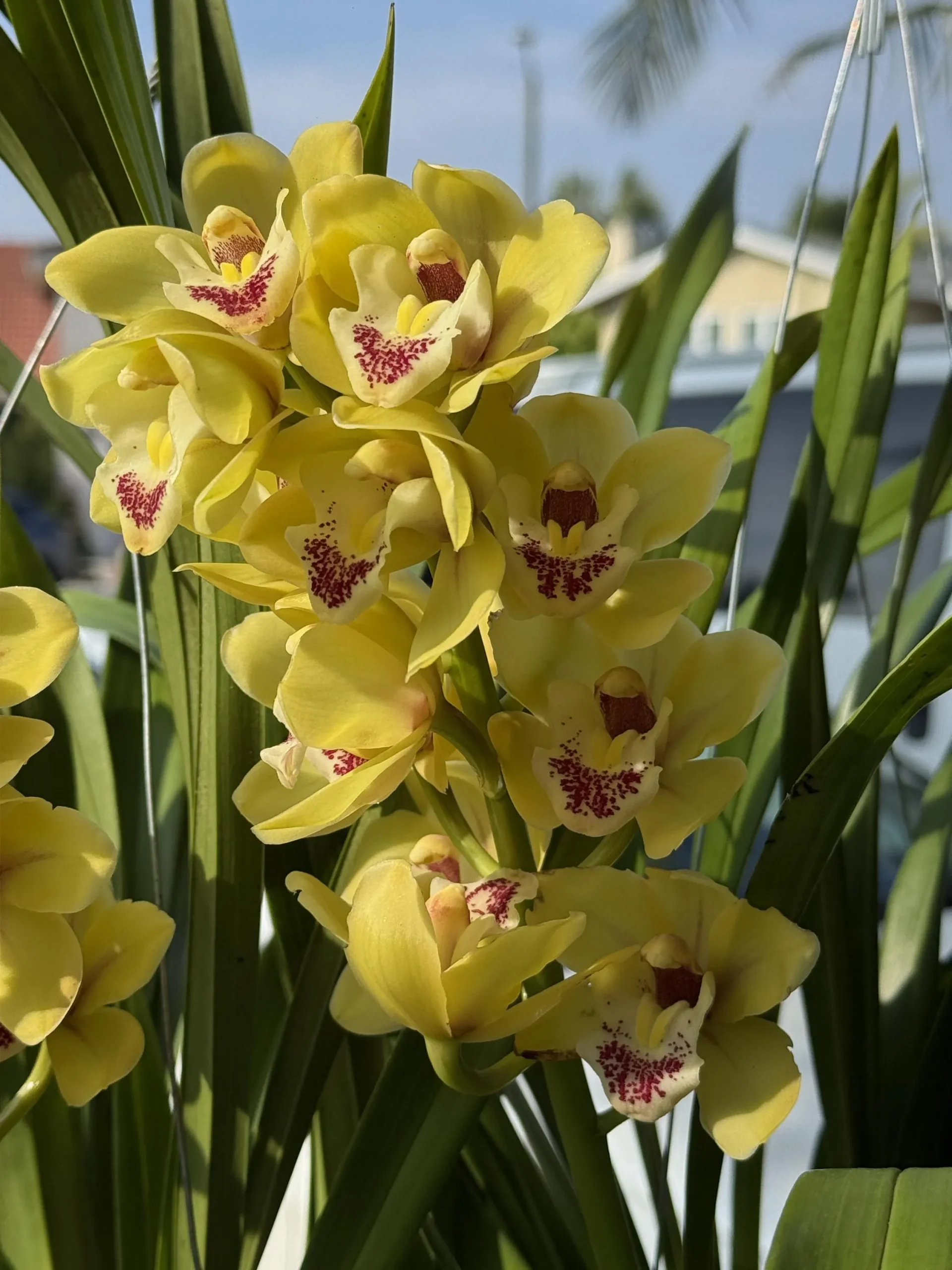 Cymbidium Carmel Split 'Cutie' - Image 9