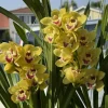 Cymbidium Carmel Split 'Cutie' - Image 7
