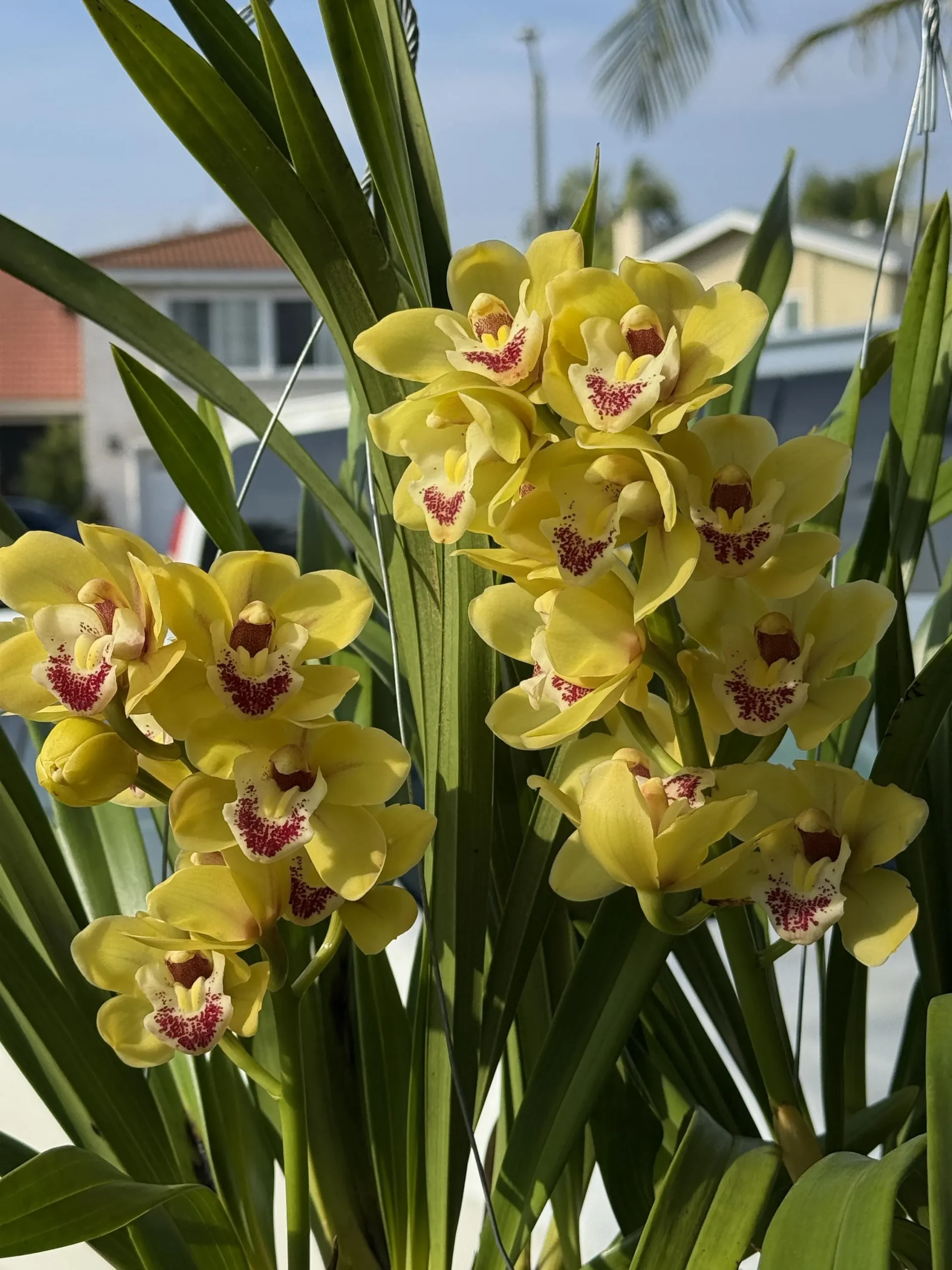 Cymbidium Carmel Split 'Cutie' - Image 7