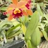 Rlc. Chief Queen ‘Lighting’ - Image 3