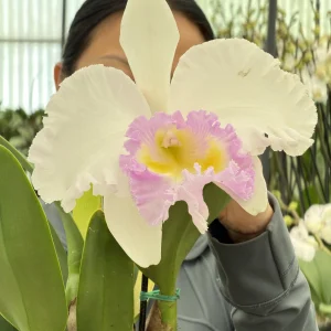 Rlc. Jin Fong Wish ‘Classical’