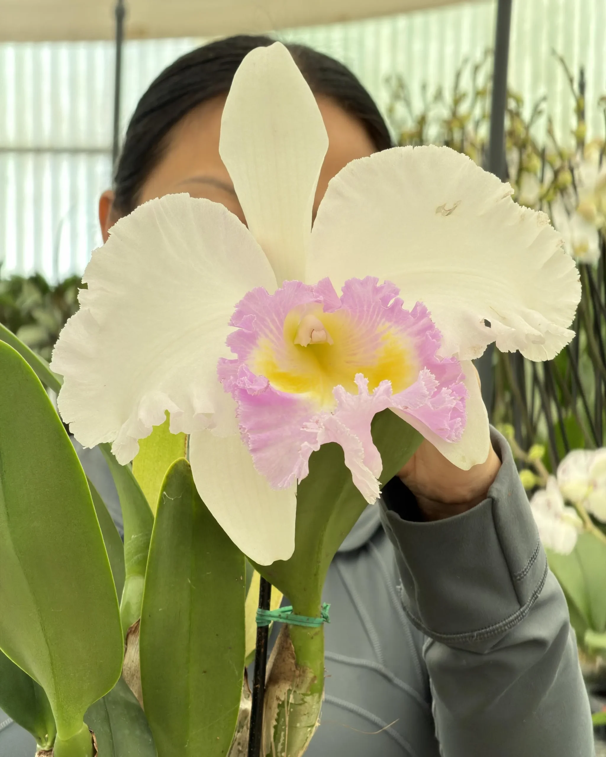 Rlc. Jin Fong Wish ‘Classical’