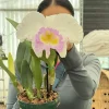 Rlc. Jin Fong Wish ‘Classical’ - Image 4