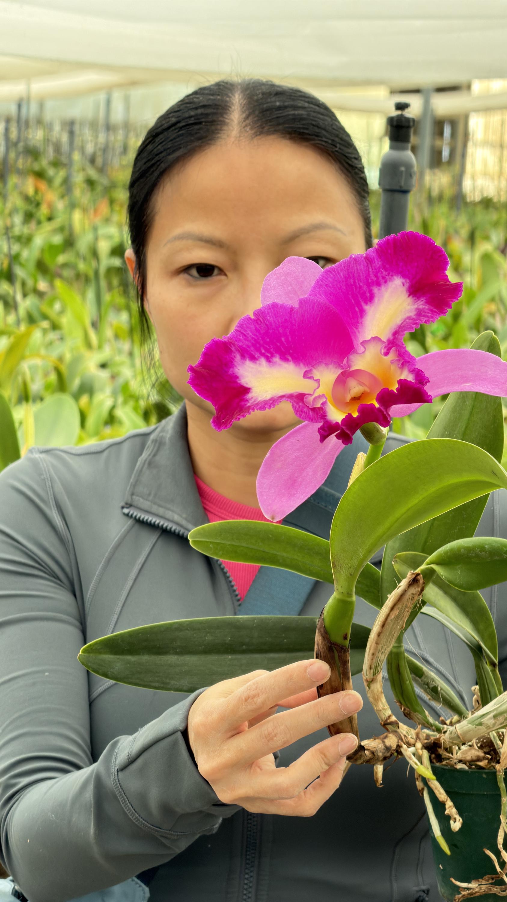 Rlc. Mari’s Song x Rlc. Elegant Danger - Image 3