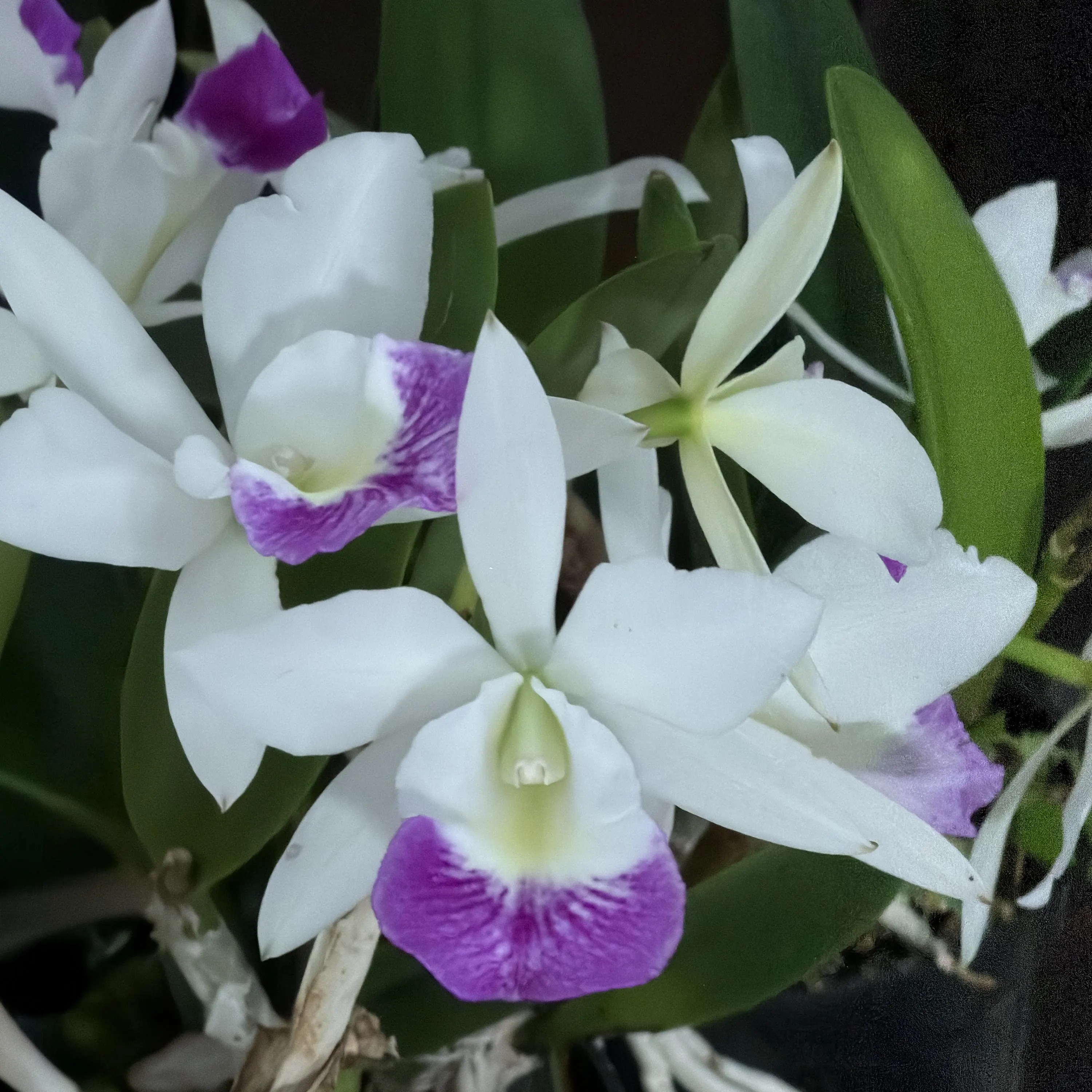 Blc. Hawaii Stars ‘Only One’