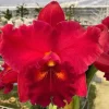 Rlc. Taiwan Chief Wine 'Van Gogh'
