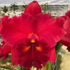 Rlc. Taiwan Chief Wine 'Van Gogh'