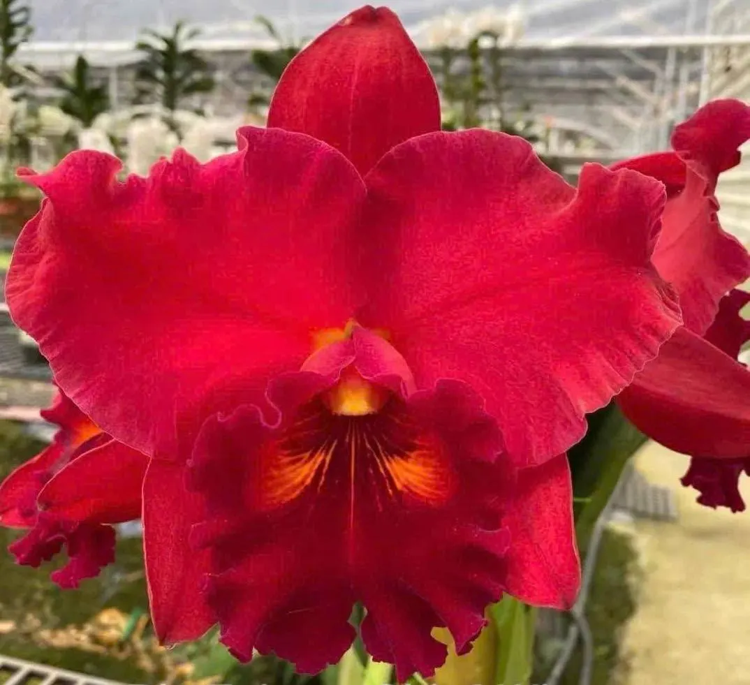Rlc. Taiwan Chief Wine 'Van Gogh'