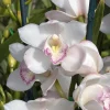 Cymbidium (Kulnura Alchemy x Darch Crystal) ‘4’ - Image 10