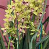 Cymbidium Barrita Unruly 'Grellow 2 spk' - Image 4