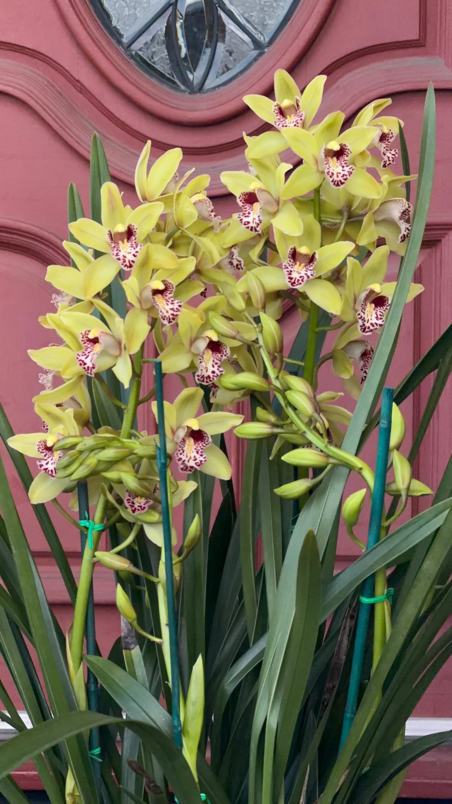Cymbidium Barrita Unruly 'Grellow 2 spk' - Image 4