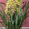 Cymbidium Barrita Unruly 'Grellow 2 spk' - Image 3