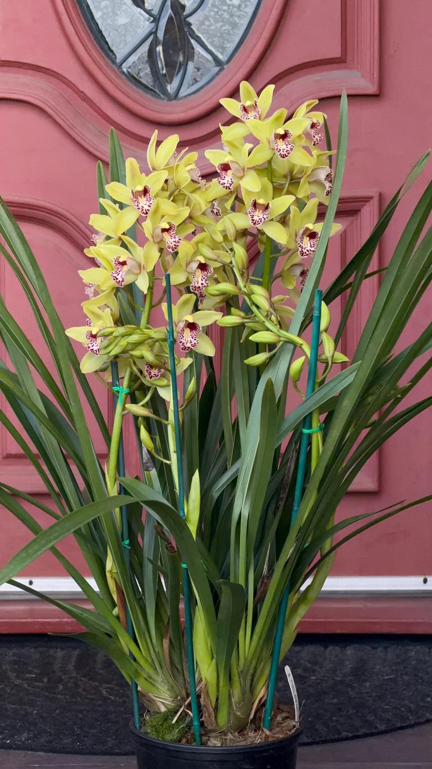 Cymbidium Barrita Unruly 'Grellow 2 spk' - Image 3