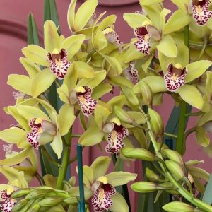 Alternative view of Cymbidium Barrita Unruly 'Grellow 2 spk'