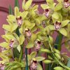 Cymbidium Barrita Unruly 'Grellow 2 spk' - Image 2