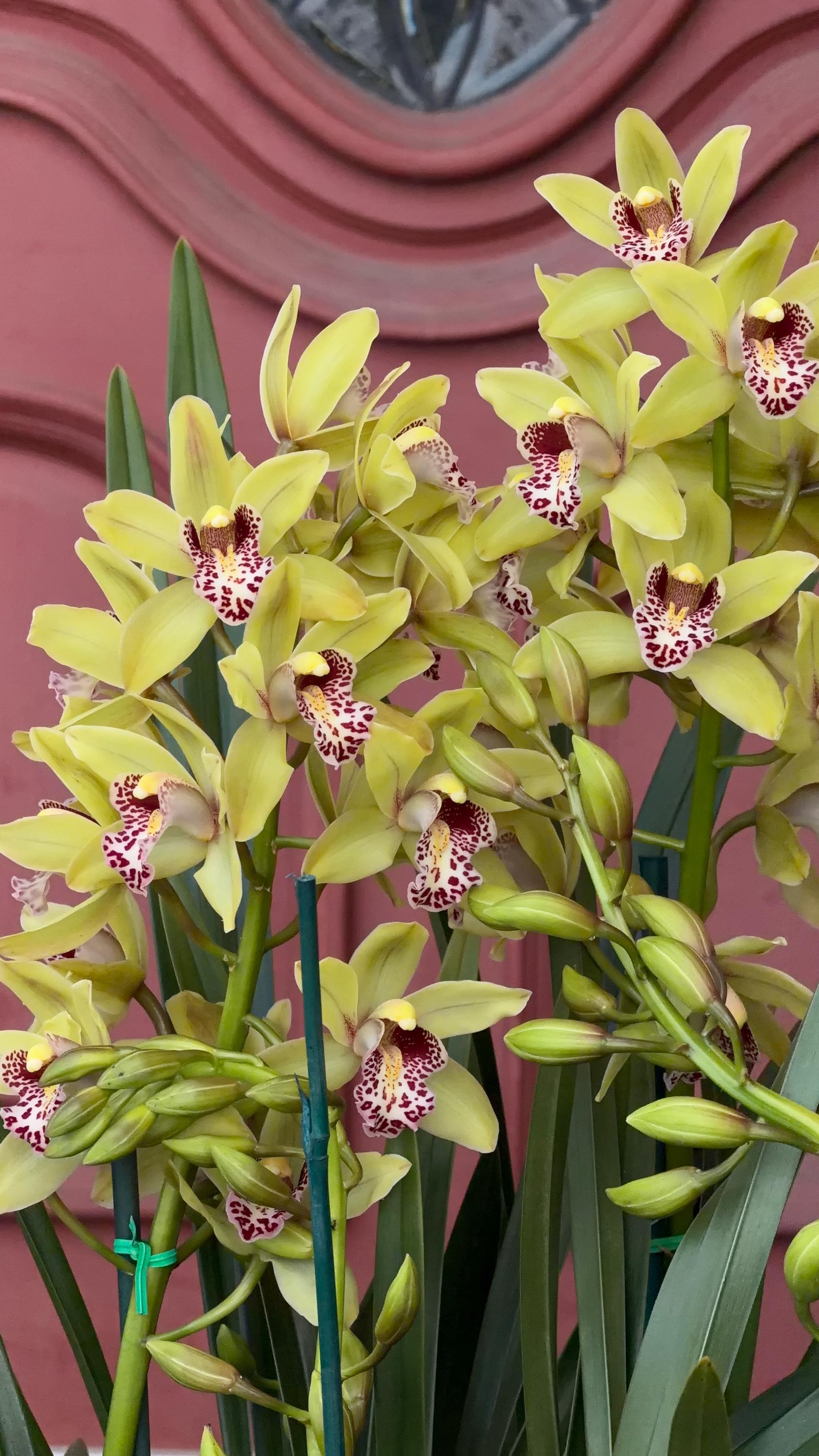 Alternative view of Cymbidium Barrita Unruly 'Grellow 2 spk'