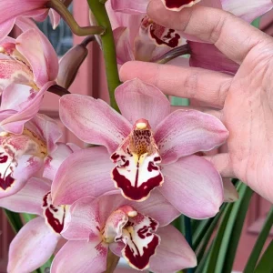 Cymbidium Barrita Quash 'Jessie'