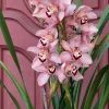 Cymbidium Barrita Quash 'Jessie' - Image 3