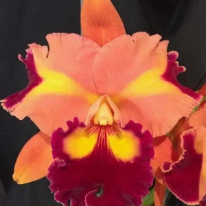 Rlc. Chief Queen ‘Lighting’