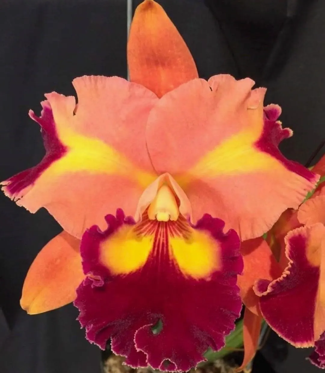 Rlc. Chief Queen ‘Lighting’