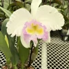 Rlc. Jin Fong Wish ‘Classical’ - Image 3