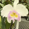 Rlc. Jin Fong Wish ‘Classical’ - Image 2